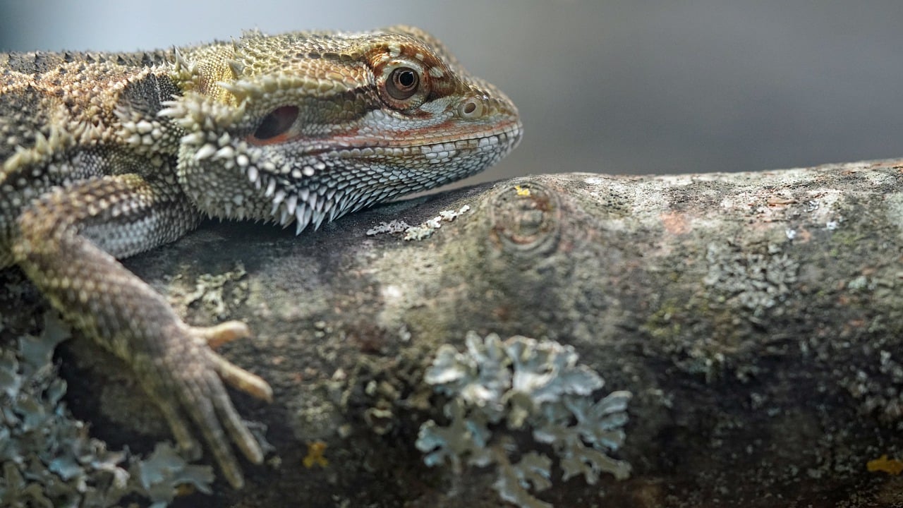 Biodiversity in Peril: The Consequences of Poaching